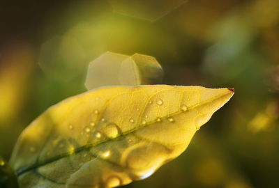 Close-up of raindrops on leaves