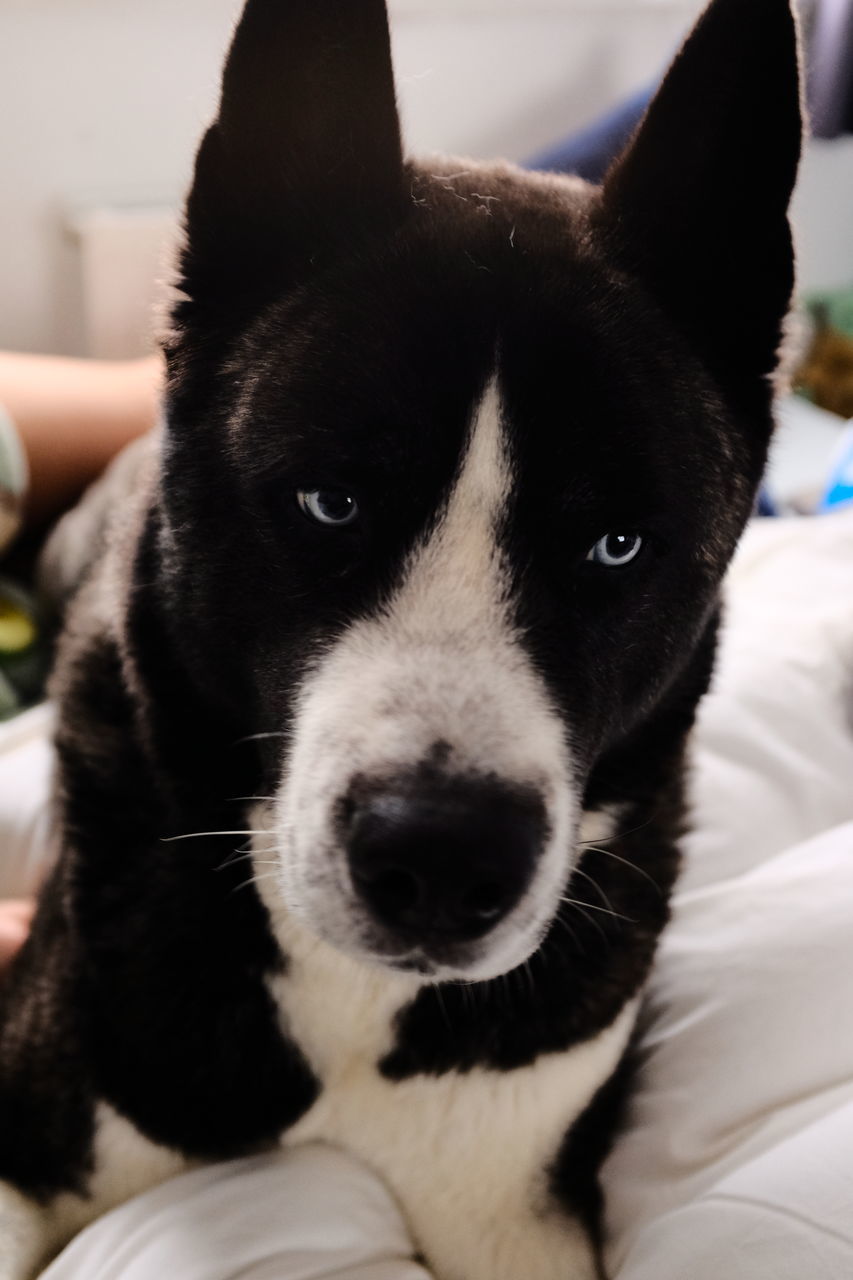 animal, animal themes, mammal, one animal, pet, domestic animals, black, canine, dog, white, animal body part, nose, indoors, close-up, focus on foreground, puppy, cat, whiskers, animal head, portrait, lap dog