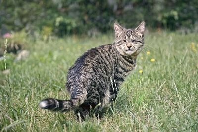 Blind stray cat sitting on a meadow and listen out for sth.