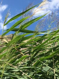 Low angle view of plants growing on field against sky