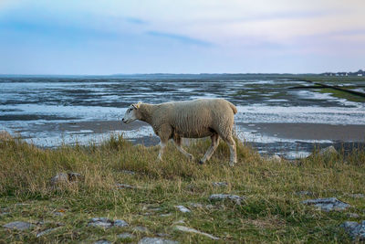 Sheeps - rantum, sylt