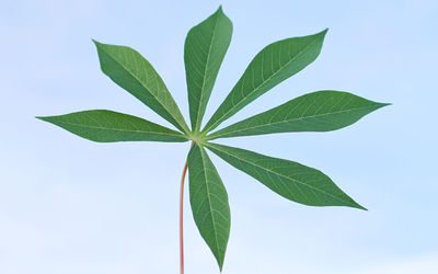 Close-up of leaves against white background