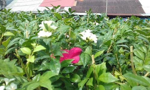 Close-up of red flowers blooming outdoors