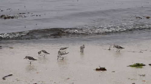 Flock of birds on beach