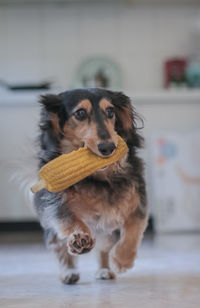 Portrait of dog looking away