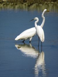 Swan on lake