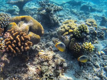 View of fishes swimming in sea