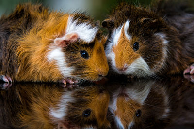 Close-up portrait of a guinea pig