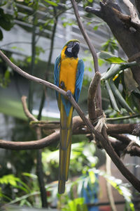 Bird perching on branch