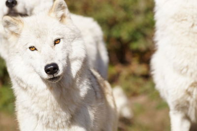 Close-up portrait of wolves standing outdoors