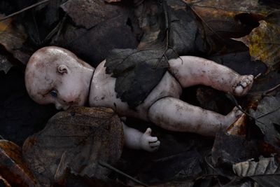 High angle view of abandoned doll on leaves