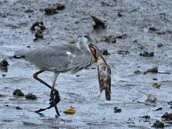 Too good to be true, the heron caught a fish too big to swallow and had to throw it away
