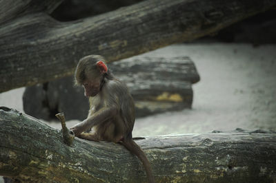 Monkey infant on fallen tree