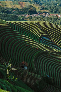 High angle view of agricultural field