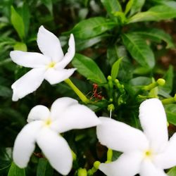 Close-up of white flowers blooming outdoors