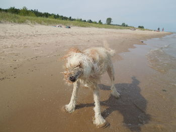 Dog running on beach