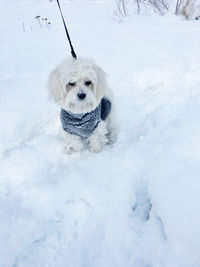 Close-up of dog during winter