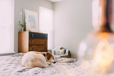 Beagle resting on bed in bedroom