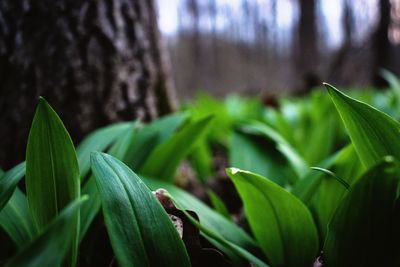 Close-up of fresh green leaves