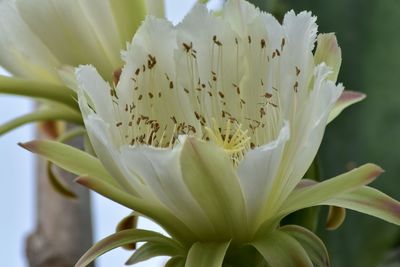 Close-up of white flowering plant