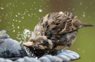 Bathtime on the fountain