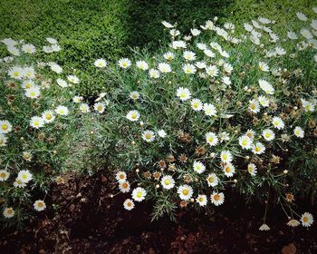 Close-up of white flowers