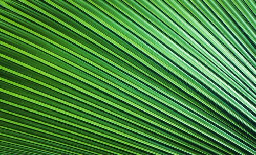 Full frame shot of palm leaf