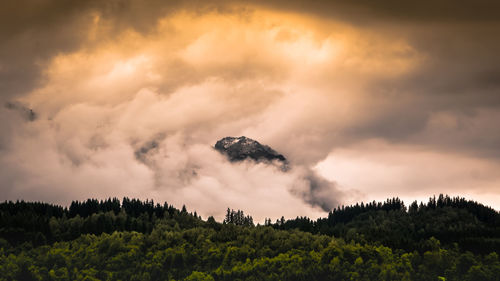 Low angle view of trees against sky