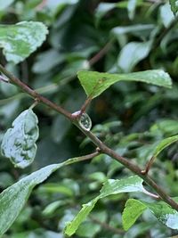 Close-up of wet plant leaves