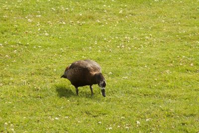 Animals grazing on grassy field