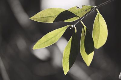 Close-up of leaves