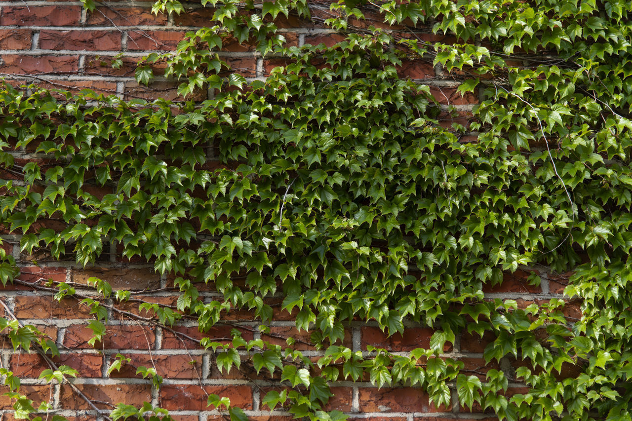 IVY GROWING ON TREE