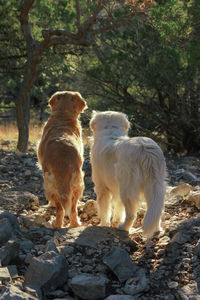 Dogs sitting on rock against trees on field