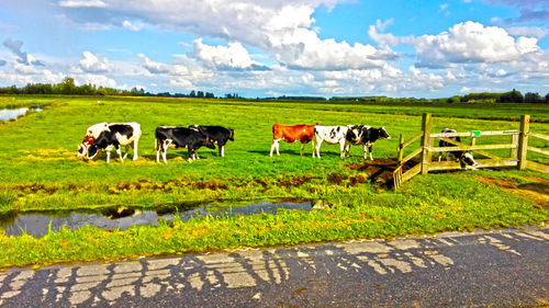 Horses in a field