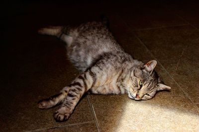 Close-up of cat sleeping