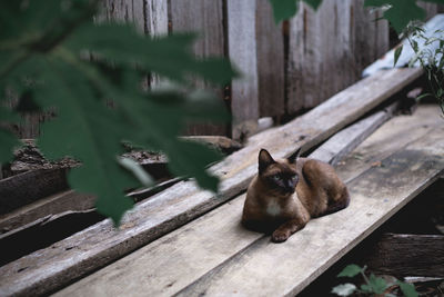 Portrait of cat sitting on wood