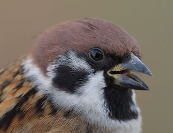 Close-up of a bird looking away