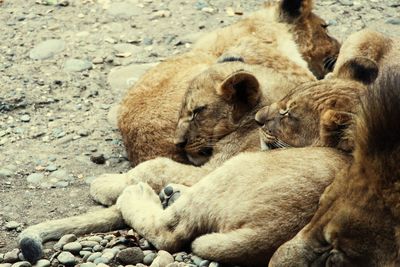 Close-up of lions