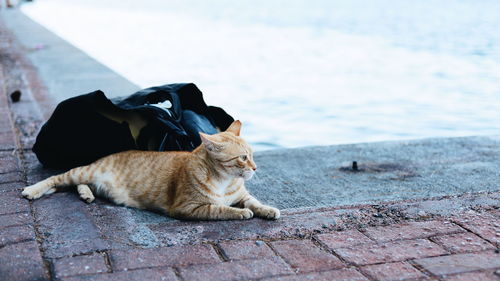 Cat resting on footpath