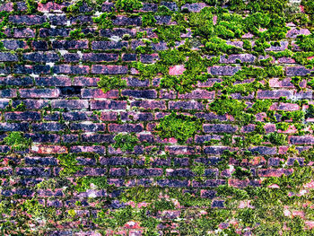 Full frame shot of flowering plants on field