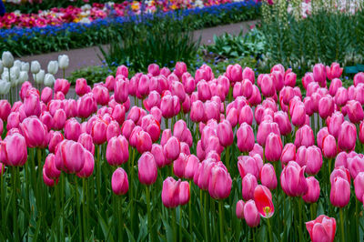 Close-up of pink tulips on field