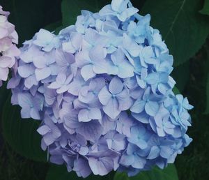 Close-up of purple hydrangea