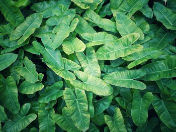 Full frame shot of green leaves