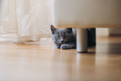 Portrait of cat on floor at home