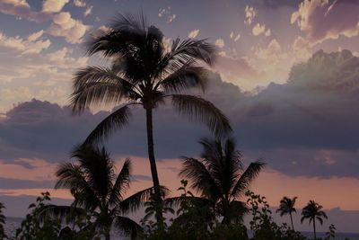 Low angle view of palm trees against sky