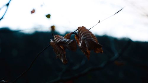 Close-up of dried plant against sky