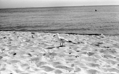 Birds on beach against sky