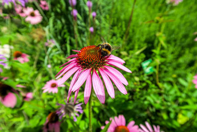 Close-up of bee pollinating on pink flower