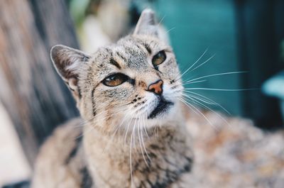 Close-up portrait of cat