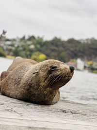 Close-up of seal on beach